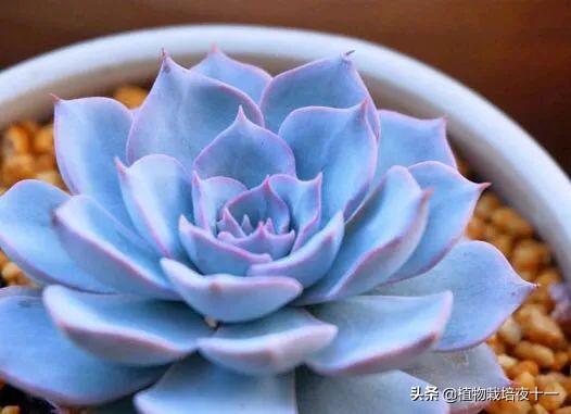 多肉蓝石莲视频,蓝石莲多肉又叫什么