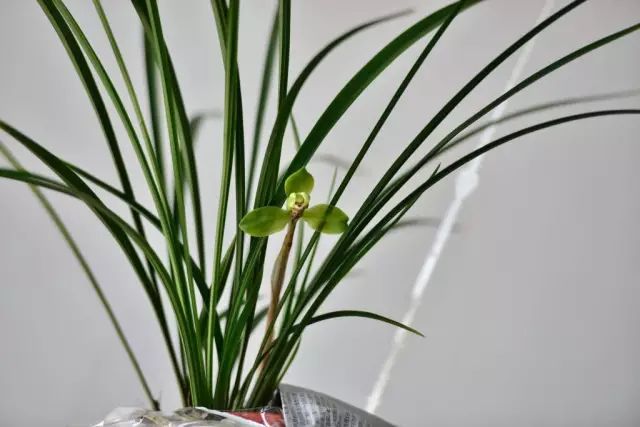 兰花生病怎么治最有效果,兰花病害怎么治愈