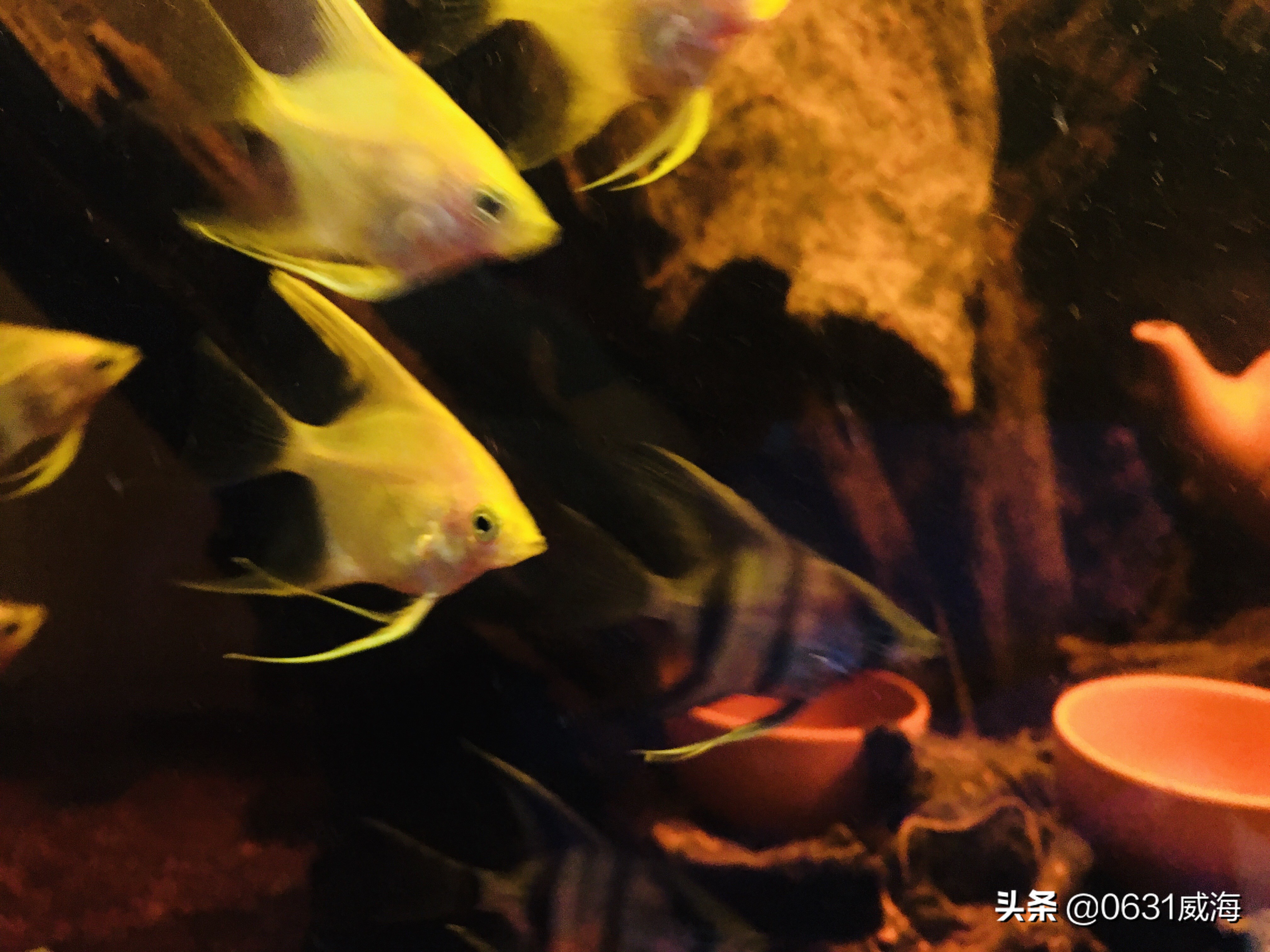 燕鱼打架的原因,燕鱼打架