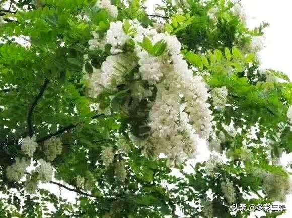 河南槐花飘香惹人醉,槐花飘香惹人醉视频