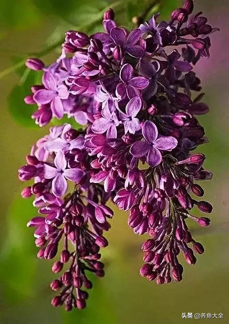 一至十二月的花期,12月到2月份的花期