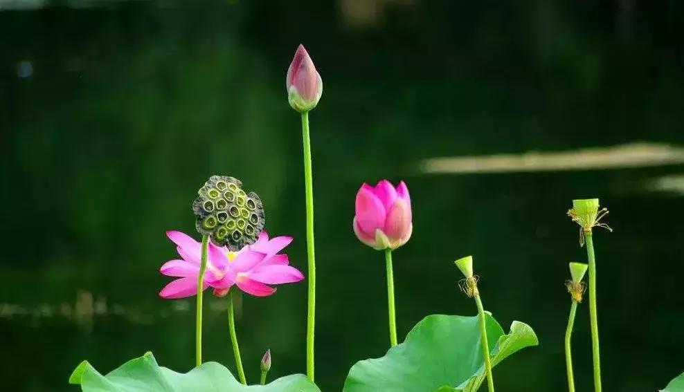 全国十大最佳赏荷好去处,沈阳赏荷花攻略