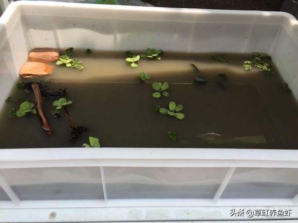 泥水养龟好还是清水养龟好,深水养龟的正确方法和技巧