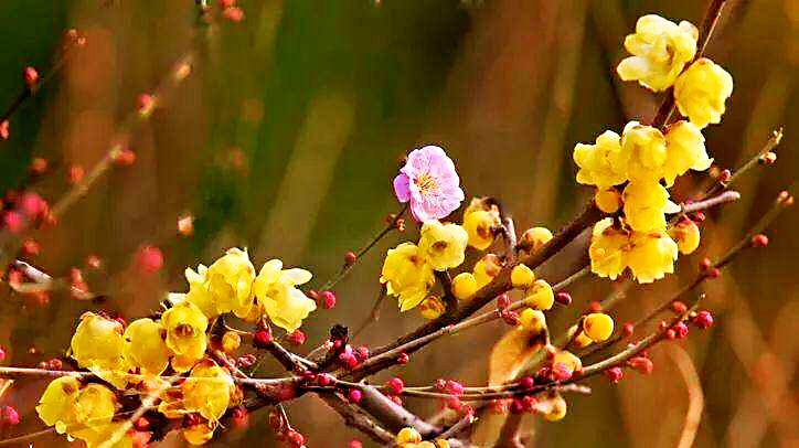 腊梅迎春绽放满园幽香扑鼻,腊梅花香清香扑鼻