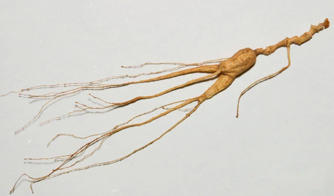 野山参性状鉴别技术书,新鲜野山参如何保存处理