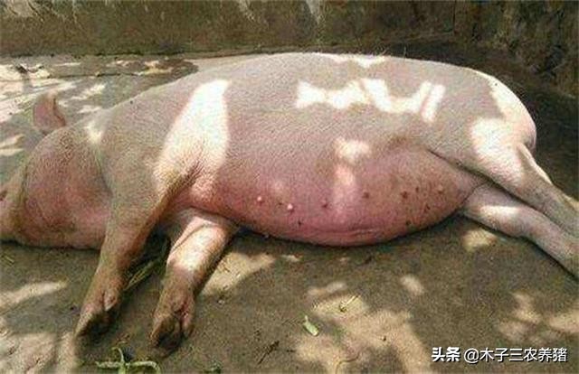 夏天猪热应激的表现,夏季猪呼吸频率快怎么回事