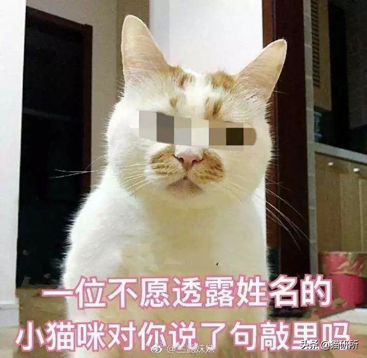 打猫过后怎么让猫不记仇,打猫之后怎么重新和猫和好