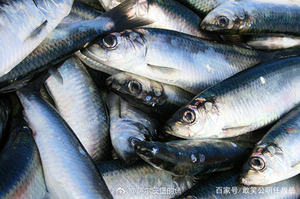 海里的青鱼和湖的青鱼有什么区别,淡水青鱼与海水青鱼