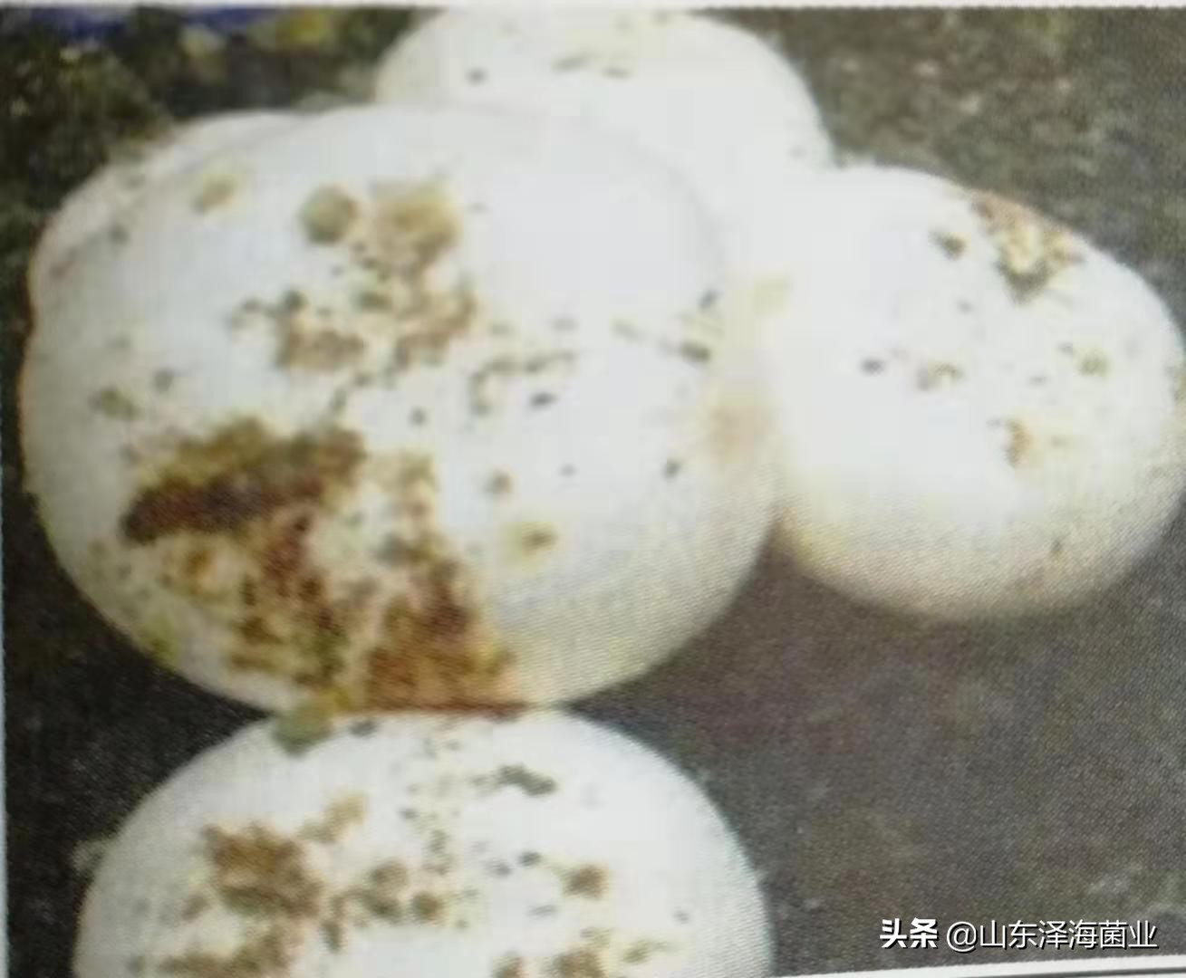 杏鲍菇出菇病害,菌菇长出来有点发黄是怎么回事