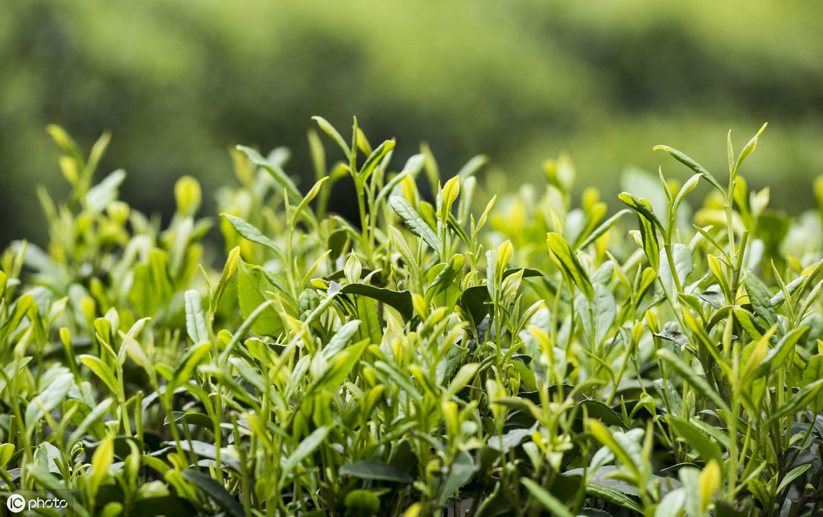 你与好头发之间，就隔着一杯茶