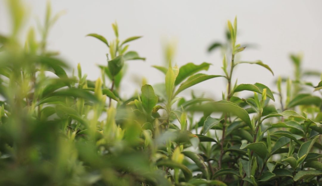 金奖惠明有机绿茶是什么茶,明前金奖惠明茶