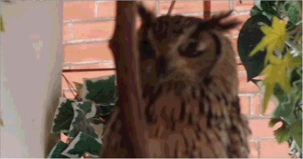 不期而遇:同猫头鹰的短暂邂逅,让我彻底爱上了这个小家伙