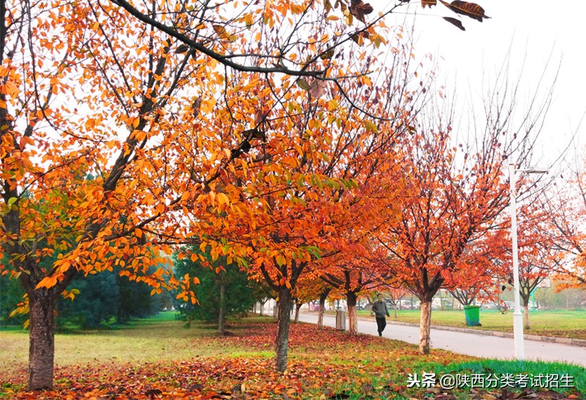 西安海棠职业学院学费,西安海棠职业学院报名
