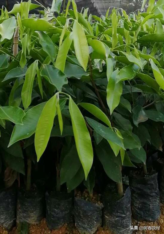 农村好货有哪些,农村好货大全