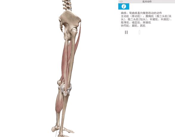 腘肌与膝盖疼痛,膝盖的腘肌