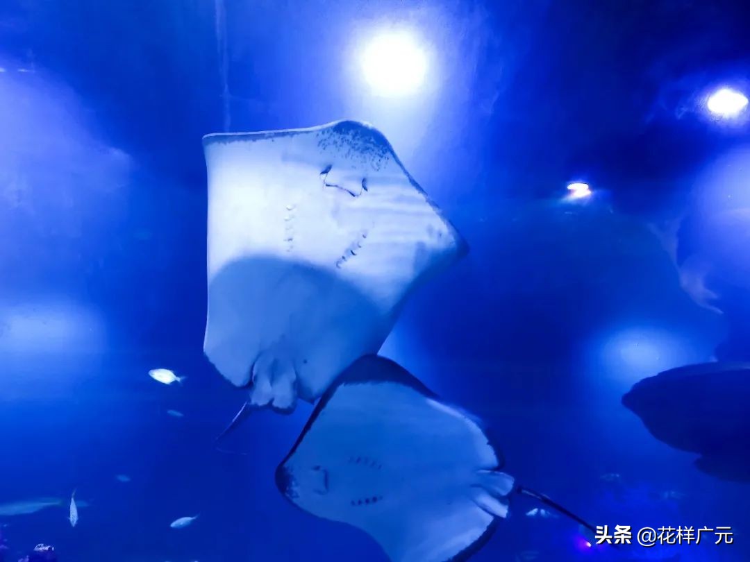 「广元卡尔海洋世界」海洋科普—鳐鱼:其实,我是被压扁的鲨鱼