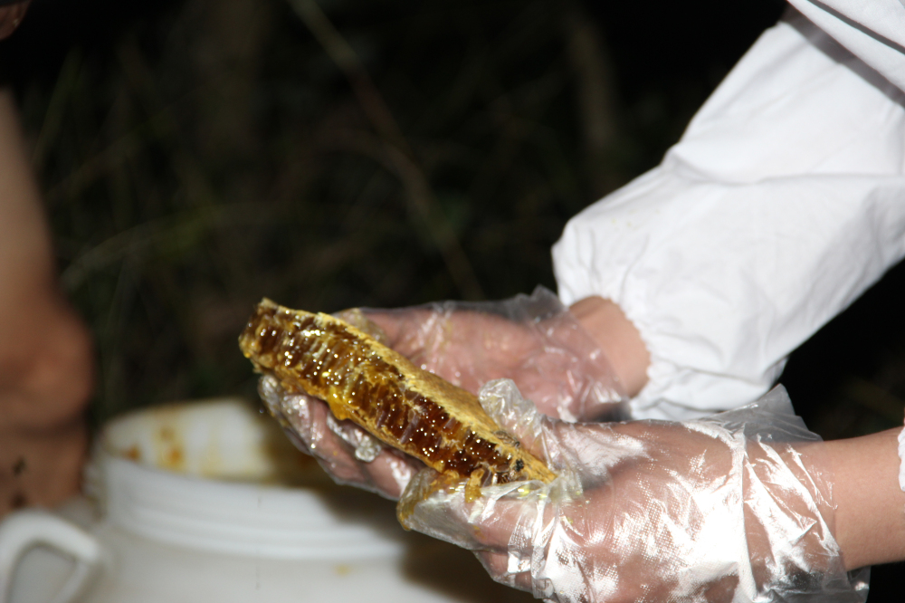 野蜂的口粮极为珍稀,一年等一次,再危险我们也要去“盗”一些!