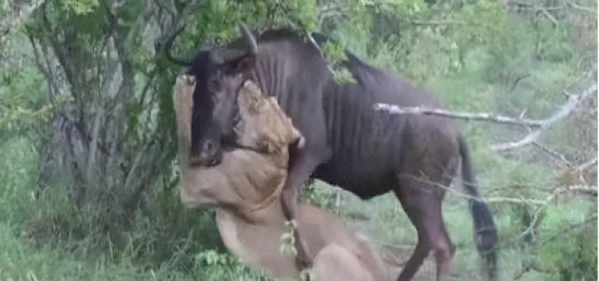 东北虎下山进村伤人老虎被鹅咬,东北虎下山进村伤人最后怎么样了