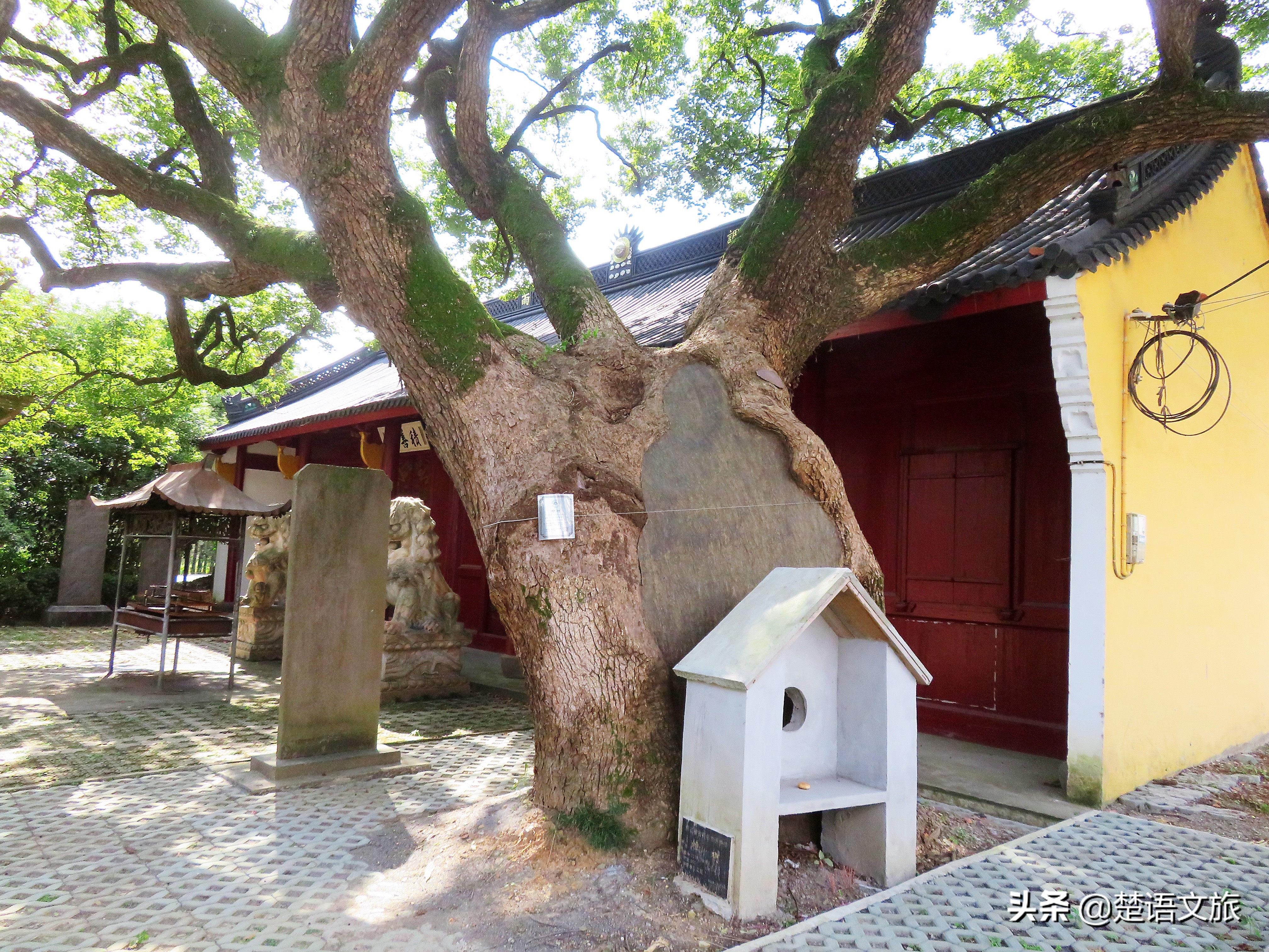 盛产杨梅而闻名的县是哪里,杨梅之乡余姚在什么省