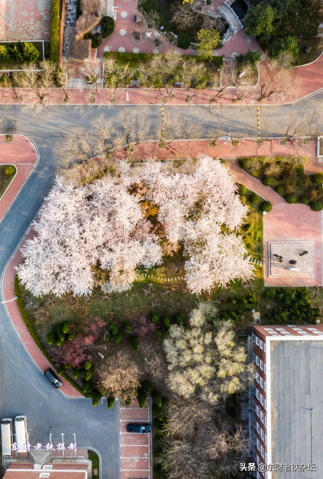 网红美景,网红一棵树樱花园