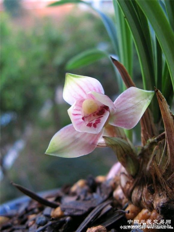贵州有什么兰花品种啊,贵州兰花品种惠风荷