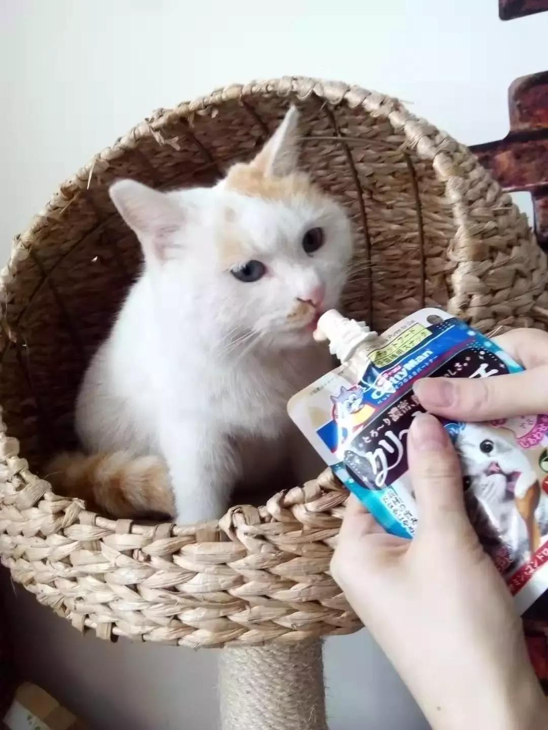 给它们一个家|线上宠物领养日,201903102