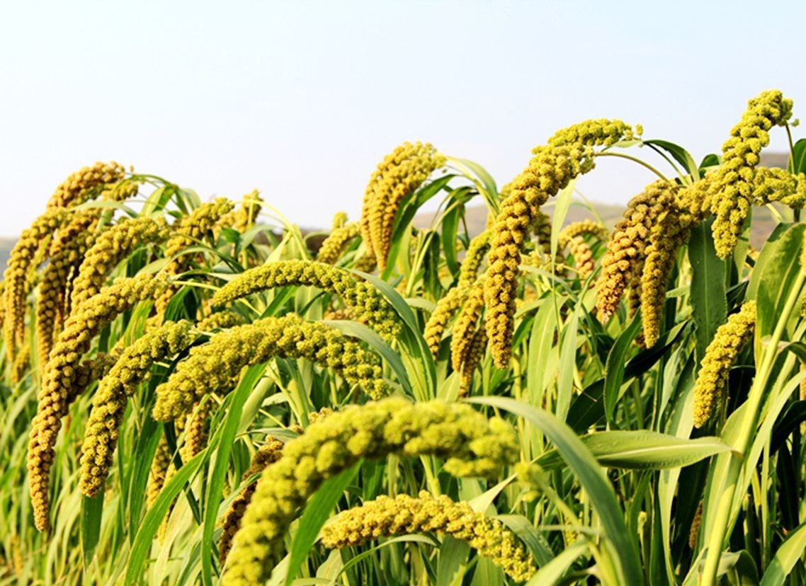 古代粮食文学常识,语文古代常识大全书