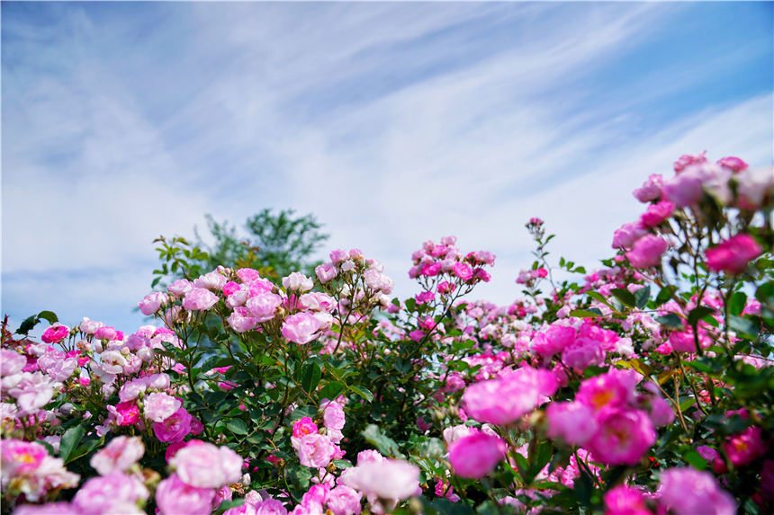 初夏河南,找寻童心,邂逅伏羲山的斜阳,一颗心萌化在云上牧场