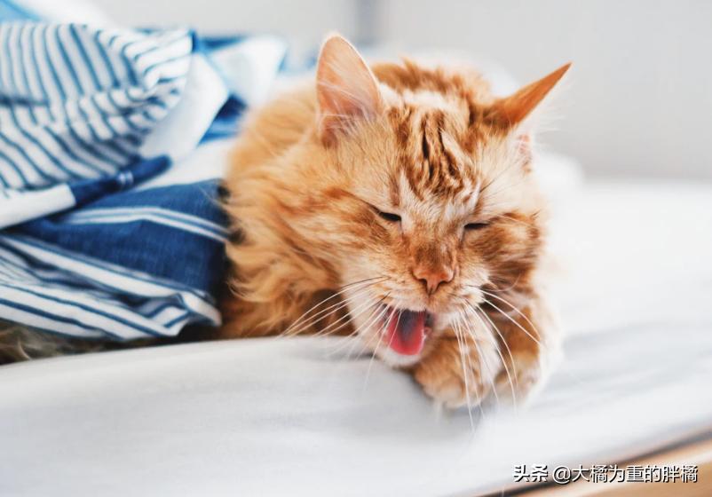 猫咪怕冷怕热是什么表现,猫咪怕冷吗多少度猫咪会受不了