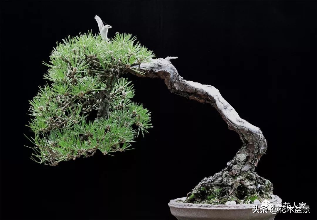 从盆景小白到终身爱好,初学者养盆景少走坑