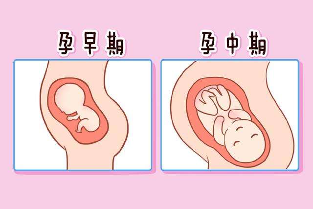 孕中期胎儿营养食谱,孕中期以后宝宝发育需要什么营养
