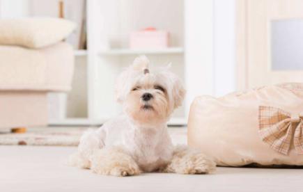 家里养的狗特别蠢怎么办,小土狗一直咬主人的手怎么解决