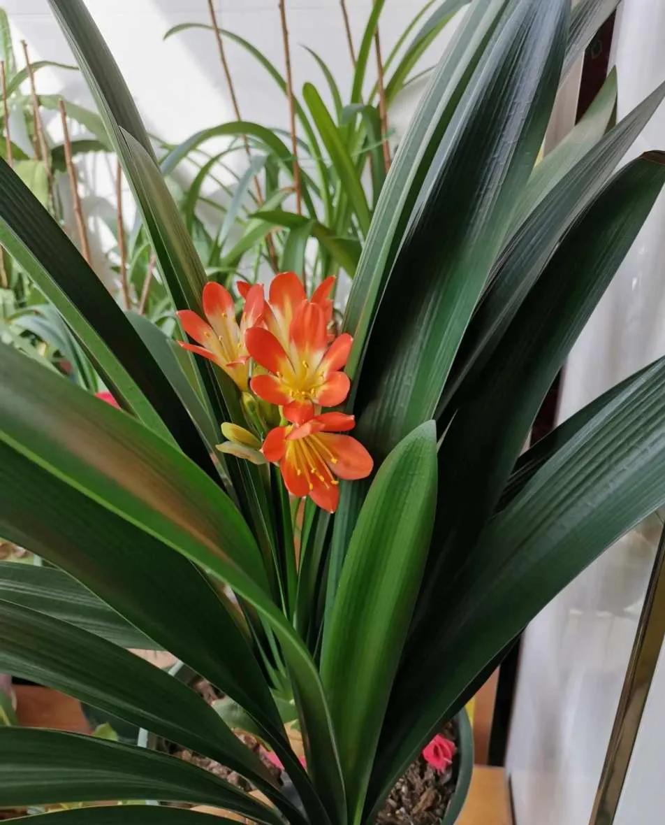 君子兰换盆时怎样防止生根,君子兰移盆注意事项