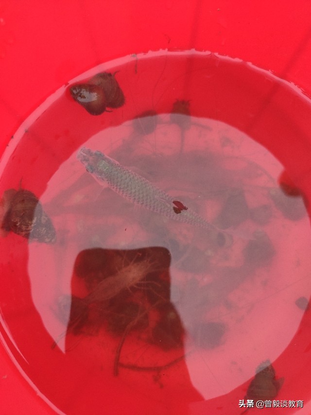 周末带娃出来抓抓虾,周六爸爸陪宝贝抓螃蟹