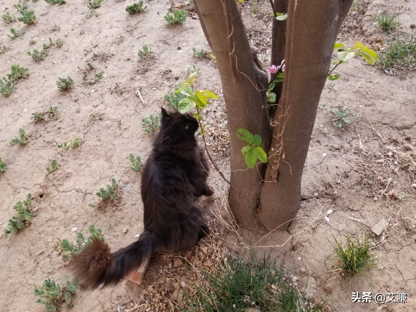 光影中的生灵仙鹤,光影生灵幻化图