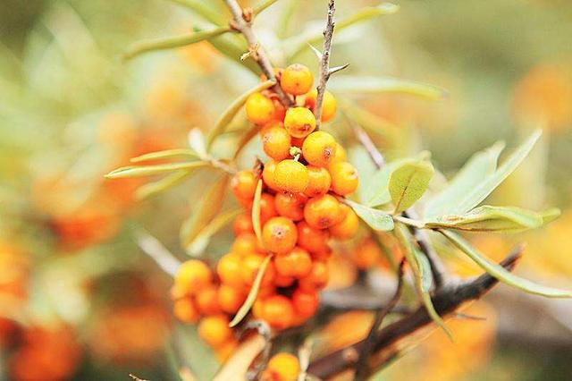 沙棘果的故事,沙棘的故事完整版