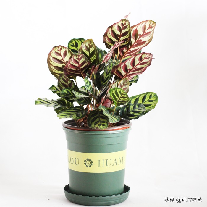 孔雀身体发白,孔雀竹芋矮小