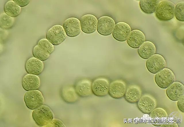 水产藻类大全图片,水产藻类知识大全