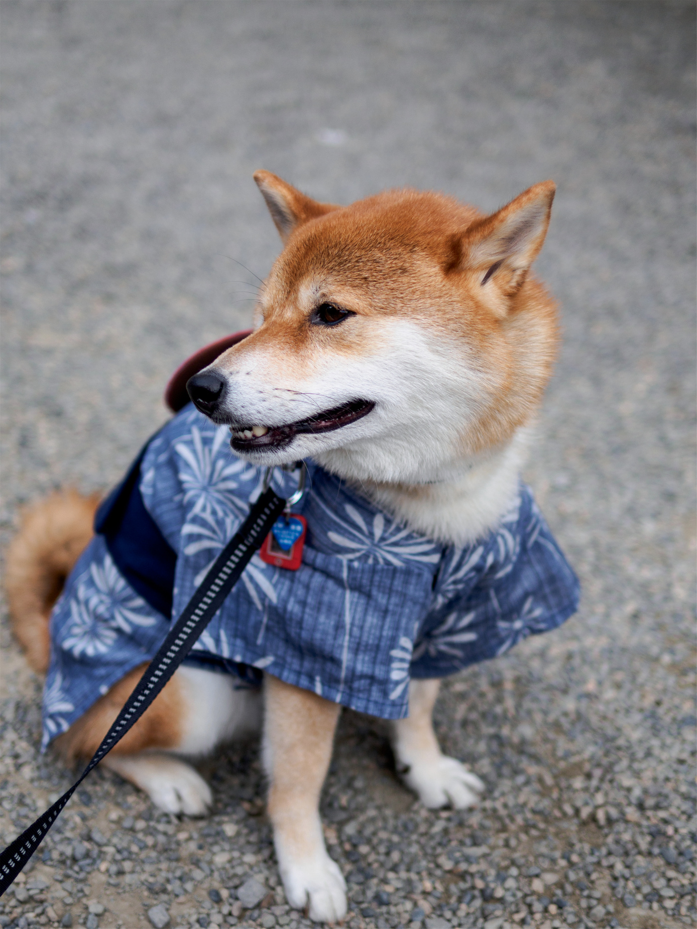 行摄日本丨东京三大祭之浅草三社祭(一)尼康d810、奥林巴斯em10