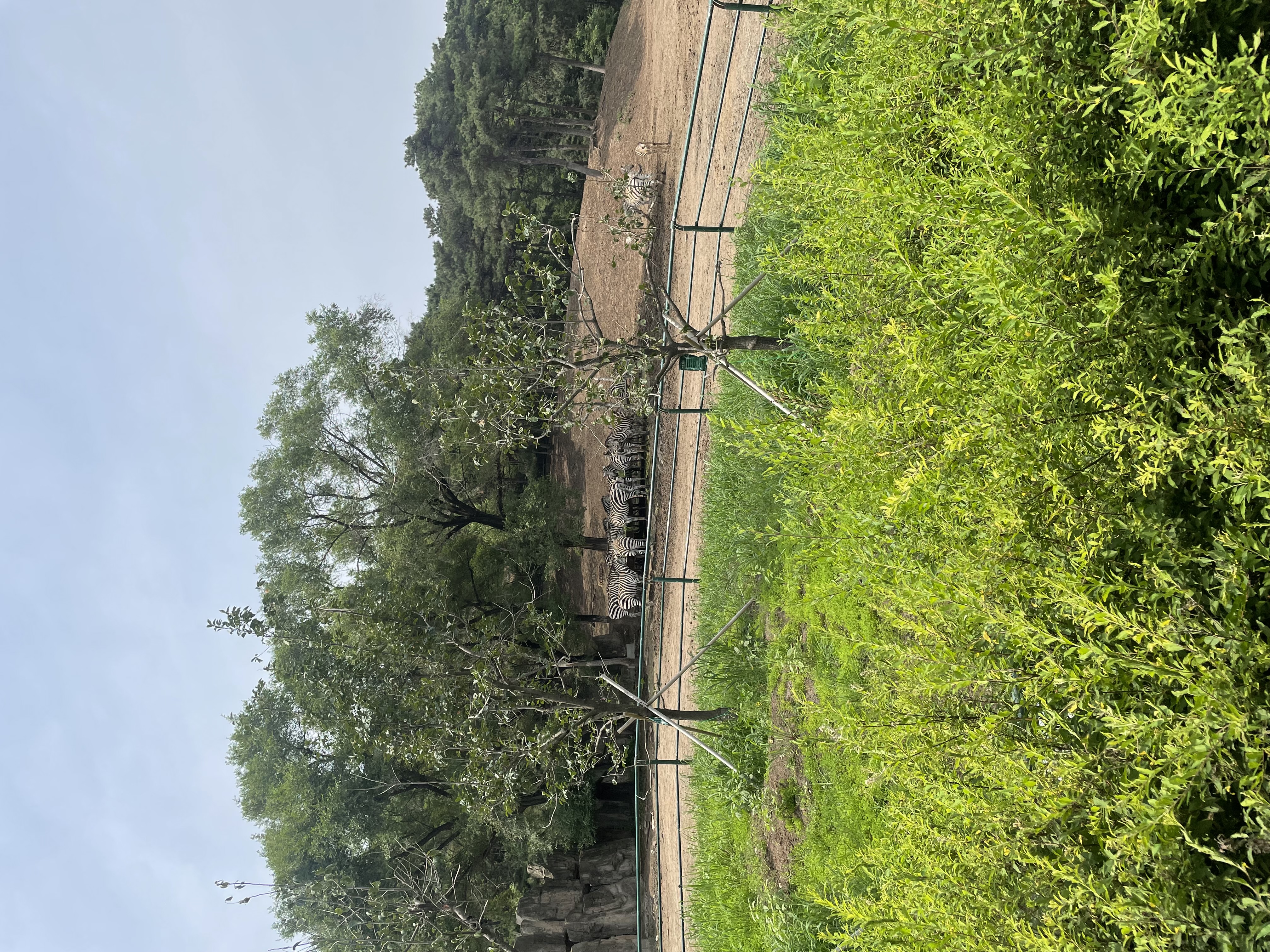 沈阳森林动物园春游,五一小长假去沈阳森林动物园游玩