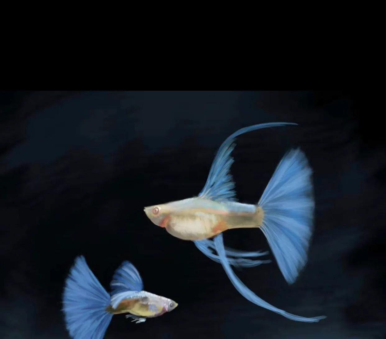 怎么快速给观赏鱼养水,观赏鱼鱼缸养水要求高