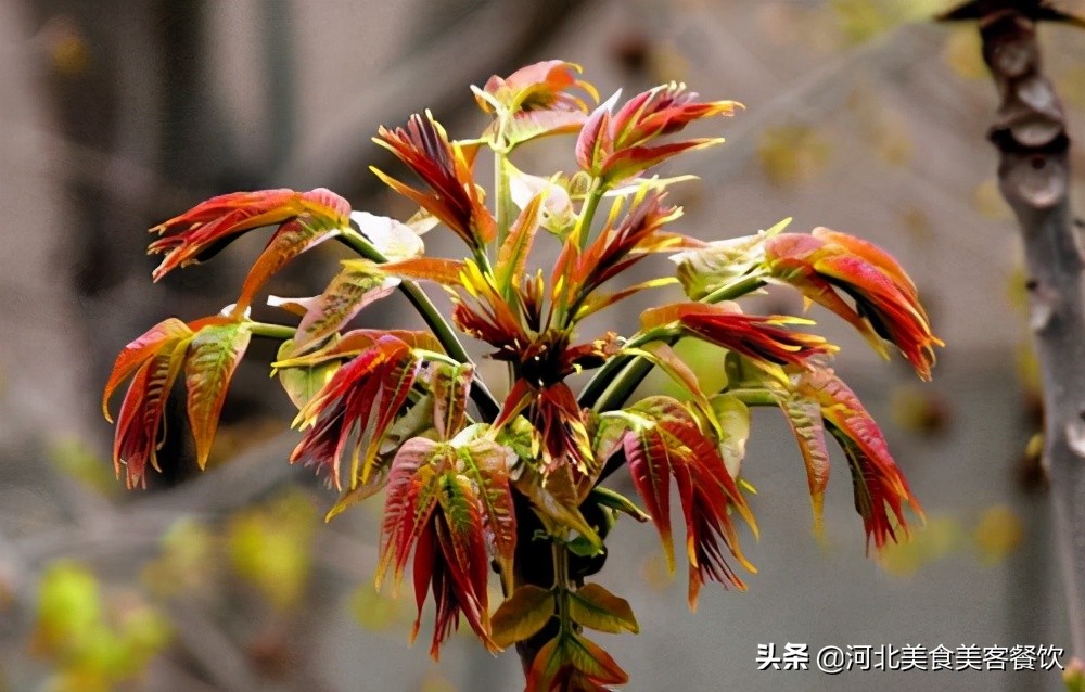 春天怎么能少得了一碗香椿炒鸡蛋,干香椿炒鸡蛋留住春天的味道