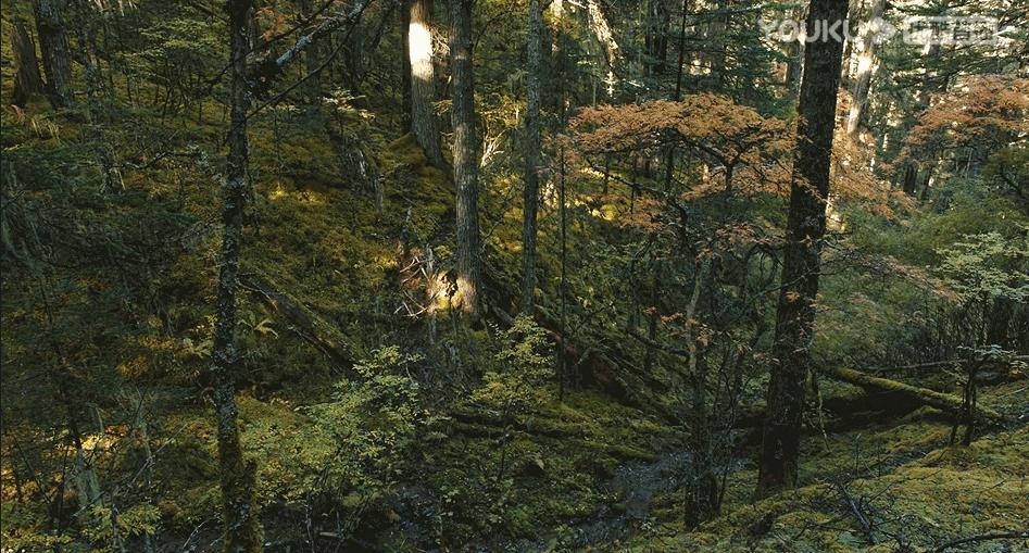 带你Get《司藤》同款神仙美景，春天的香格里拉这样玩