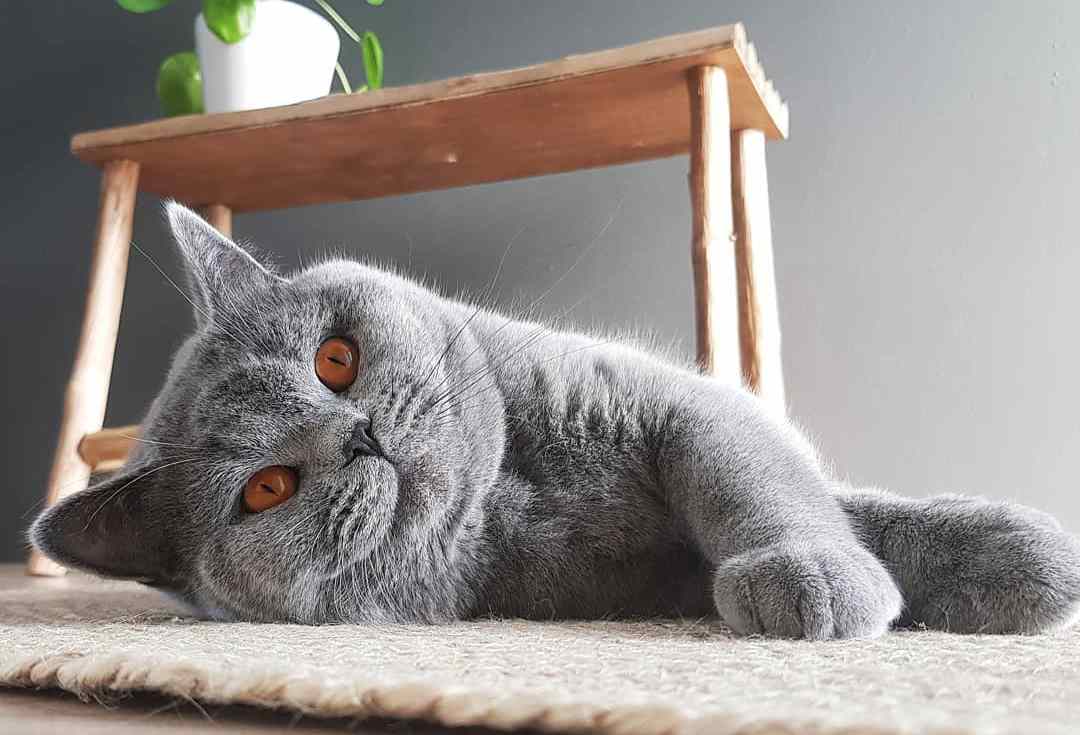 猫咪便秘吃益生菌多久可以见效,解决猫咪便秘的最佳方法