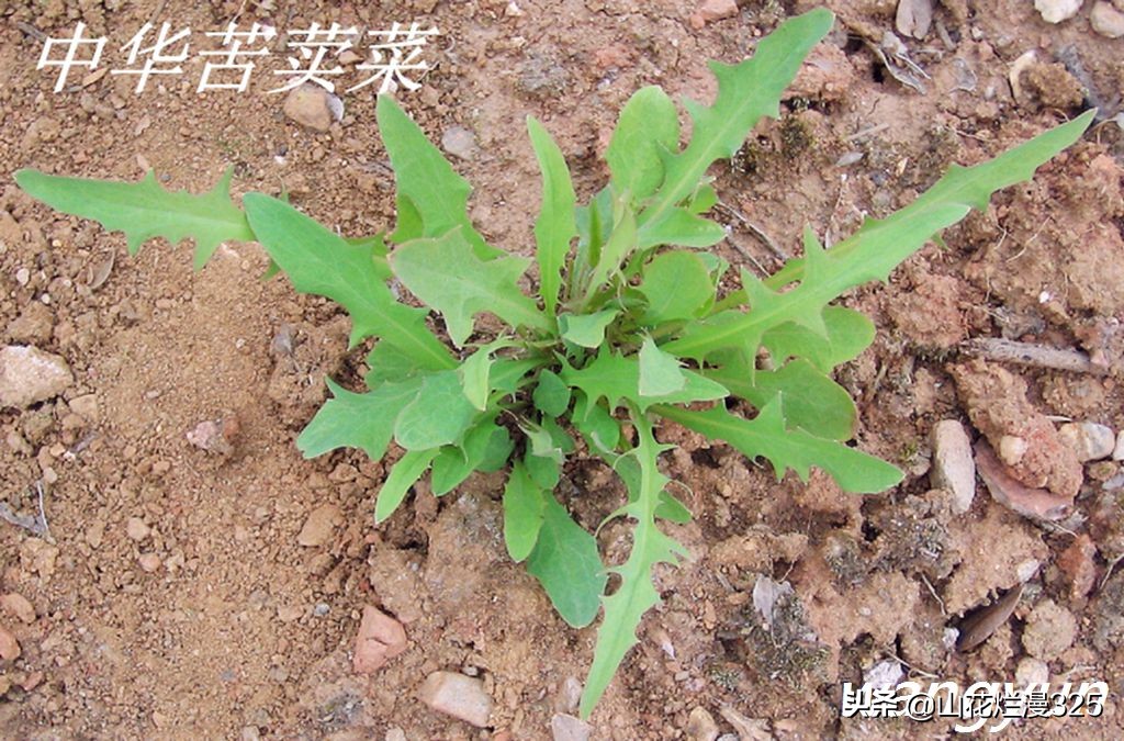 野生菊苣的辨认与图片,野菜苦菜识别方法
