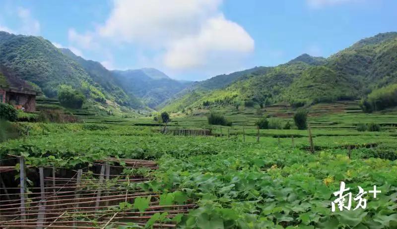 @吃瓜群众这款“佛系瓜”健脾开胃、祛风解热，甚至还能提高智力，全身都是宝！