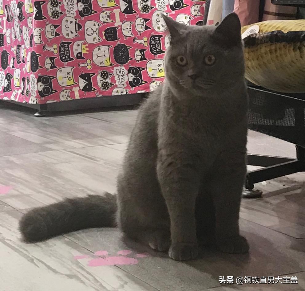 500块买猫，5000块治疗，你会选择坚持还是放弃？