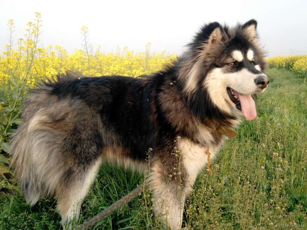 夏天到了养宠家庭必备,夏季来了谨防中暑