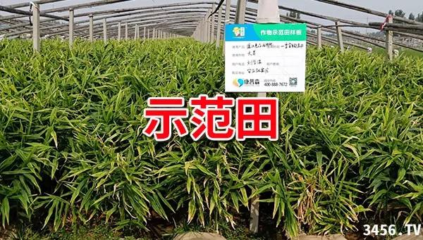大姜的高产种植技术指导视频,大姜高产标准化种植技术