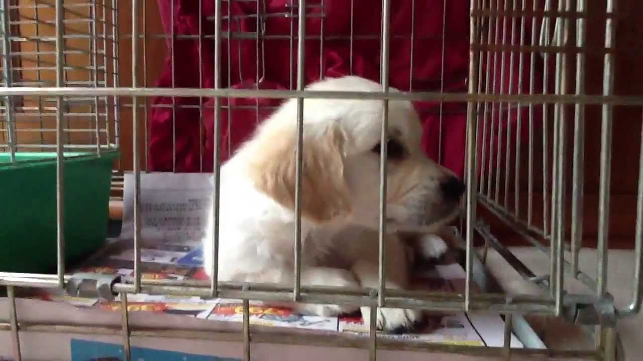 小狗刚到家晚上一直叫,小狗一般到家会叫多久它就不叫了